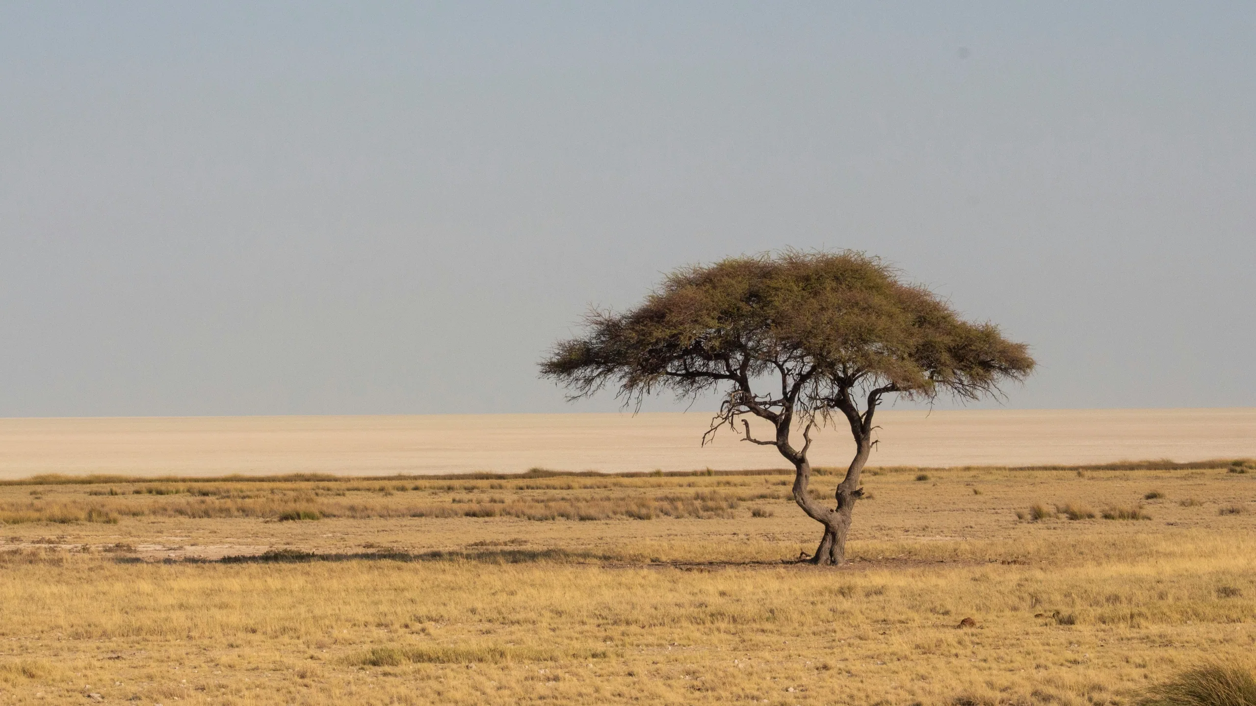 Savannah View Lodges